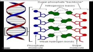 Protein Synthesis Project (Feat. Brian)