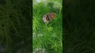 Adorable Female Regal Jumping Spider - Phidippus Regius