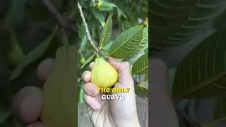 15 Years and ONLY 1 Fruit. Let&rsquo;s do a taste test #guava #pinkguava #guavatree