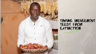 How we save seeds from extinction #SeedBank #SeedSaversNetwork