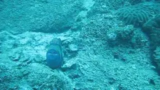Trigger Fish ..... Angry !