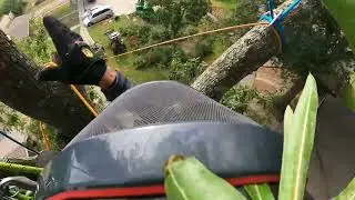 Large Dead Oak Take Down 081225