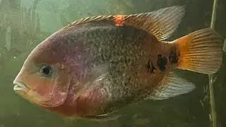 Vieja Synspilum species profile