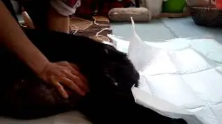 寝たきり老犬ラブラドールの圧迫排尿のやり方