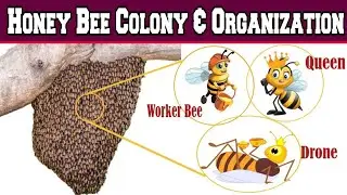 Honey bees colony and its organization |Labour Of Division | Queen, Drone, Workers Bees|3D Animation
