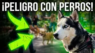BIKEJORING COUCH - BREAK PARQUE ALAMEDA🇲🇽🐺 #bikejoring #husky #huskylife