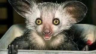 Aye-Aye: Strangest Animal on Planet Earth!!!