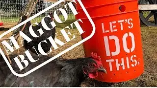 Maggot Bucket = Free Chicken Food!