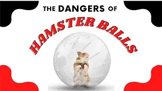 Why Hamster Balls are Bad 🐹❌ // my opinion on hamster balls