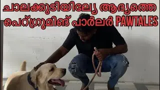 ചാലക്കുടിയില്യേ ആദ്യത്തെ പെറ്ഗ്രൂമിങ് പാർലർ PAWTALES #petsgrooming #doglover #dogshorts #puppylove