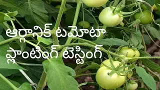 @mulintiorganic agriculture @Organic 🌿tomato planting @testing