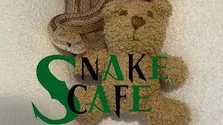 Facing your Fears Snake Cafe in Tokyo