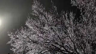 Why Houston dodged severe ice storm