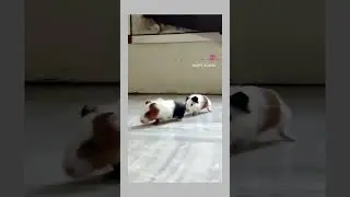Follow for more videos 🙏. #guineapig #cuteanimals #happyguineapig