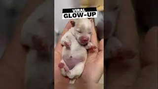Viral Puppy Glow-Up: Mina's Story #puppyrescue