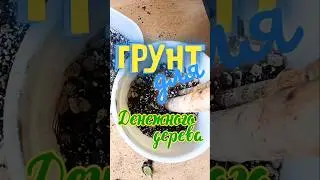 Грунт для Крассулы #денежноедерево #крассула #толстянка