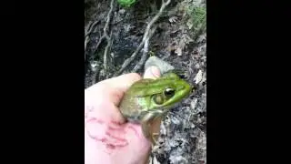 Large northern green frog