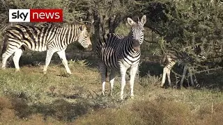 Coronavirus: Game reserve in South Africa threatened by poachers as tourism disappears
