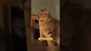 😾 All Cats Are Grumpy&hellip; But This One Made History 🐱✨