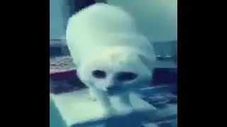Cat Halo Sounds Meme