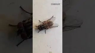 Flesh fly #insects #video