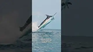 Flying Marlin in Action! #marlin #funfacts