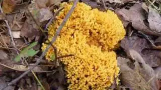 Cooking With Tam - Coral Fungi