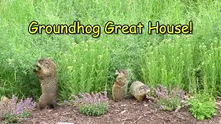 Groundhog Great House!