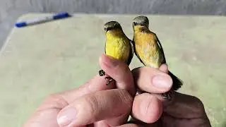 Distinguishing Female Five-Colored and Black-Throated Sunbirds #lamrayvabaychim #sunbirds