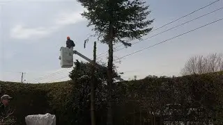 The Cedar Hedge, Damage, and No Nonsense Tree Felling