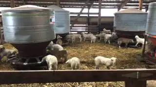 Lambs playing. Lambs in creep feeding area