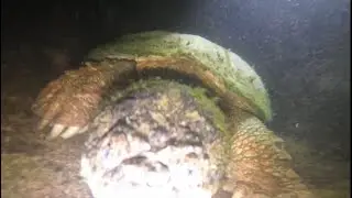 Night Diving With Fresh Water Creatures