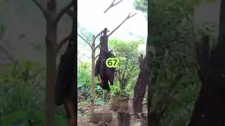 The wingspan of the world's largest bat species