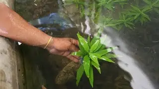 Plantas Acu&aacute;ticas para Peceras - Don Miguel Betta