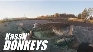 KassN' Donkeys