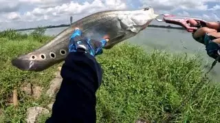 Wild Lake Catch! Clown Featherback Fish on Spinner | River Trent-Style Fishing - Ep #38