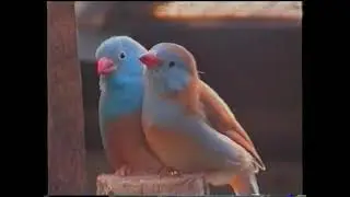 Doug waxbill 3 part D