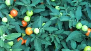Solanum pseudocapsicum