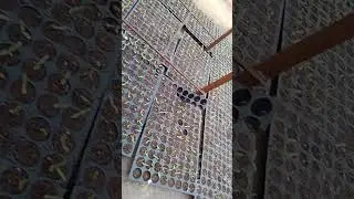 green chilli nursery farming in cocopit