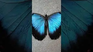 Blue Morpho Butterfly Facts #shorts