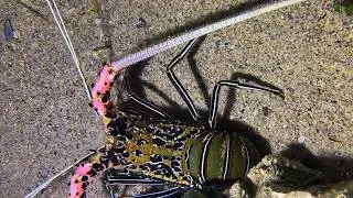 Diving to catch seafood, look how many I caught!！QU098 #diving #fishing #lobster