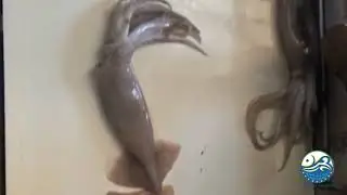 IQF Frozen Illex Squid Processing|Goldstar Seafoods