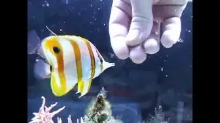 Feeding my Chelmon rostratus - Copperband Butterfly