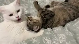Mimi's hormones are raging 🤣
