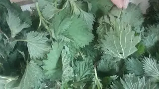 Harvesting, drying and using nettle tips / tops