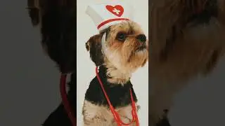 Cute Dog Wearing Doctor Costume