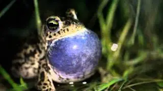 chant de crapaud