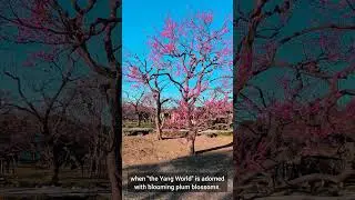 The Kaiakuen Adventure：Guided by the Mito Tourism Ambassador #4 A Peek at the Yang World