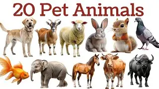  20 Pet Animals Names for Kids Fun Learning with Pictures and Sounds | 20 पालतू जानवरों के नाम सीखें