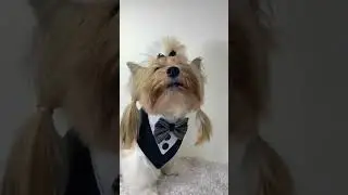PDF sewing pattern + tutorial for print Dog Tuxedo bandana #dogs  #dogbandana #yorkshire #doggifts